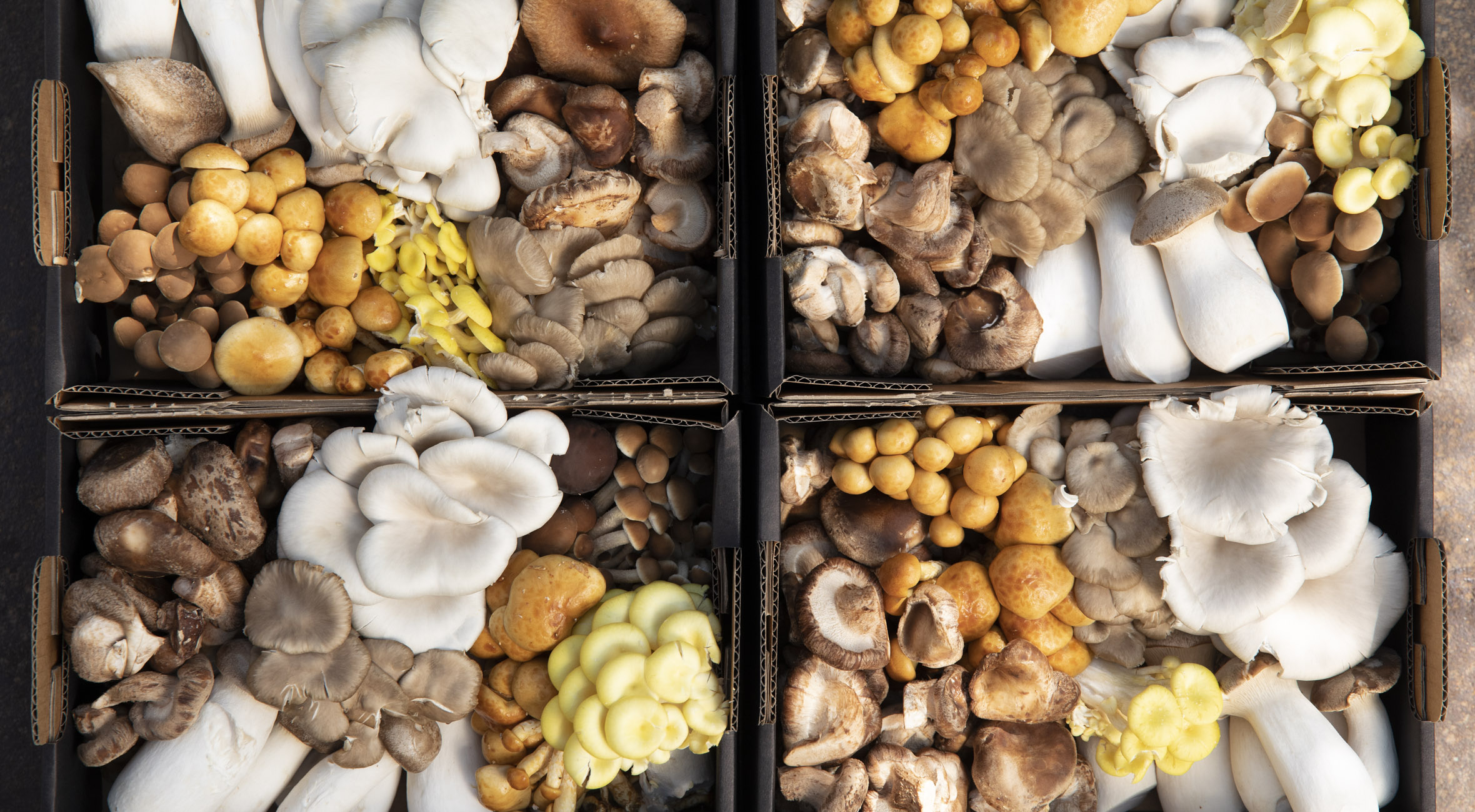 Mixboks med øko svampe fra BYGAARD på Refshaleøen – Besøg Michelin-restauranternes svampepusher og få svampe dyrket i upcycled containere